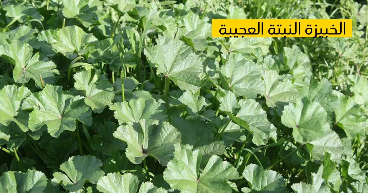 الخبّيزة النّبتة العجيبة مغذّية ومعالجة لعديد الأمراض